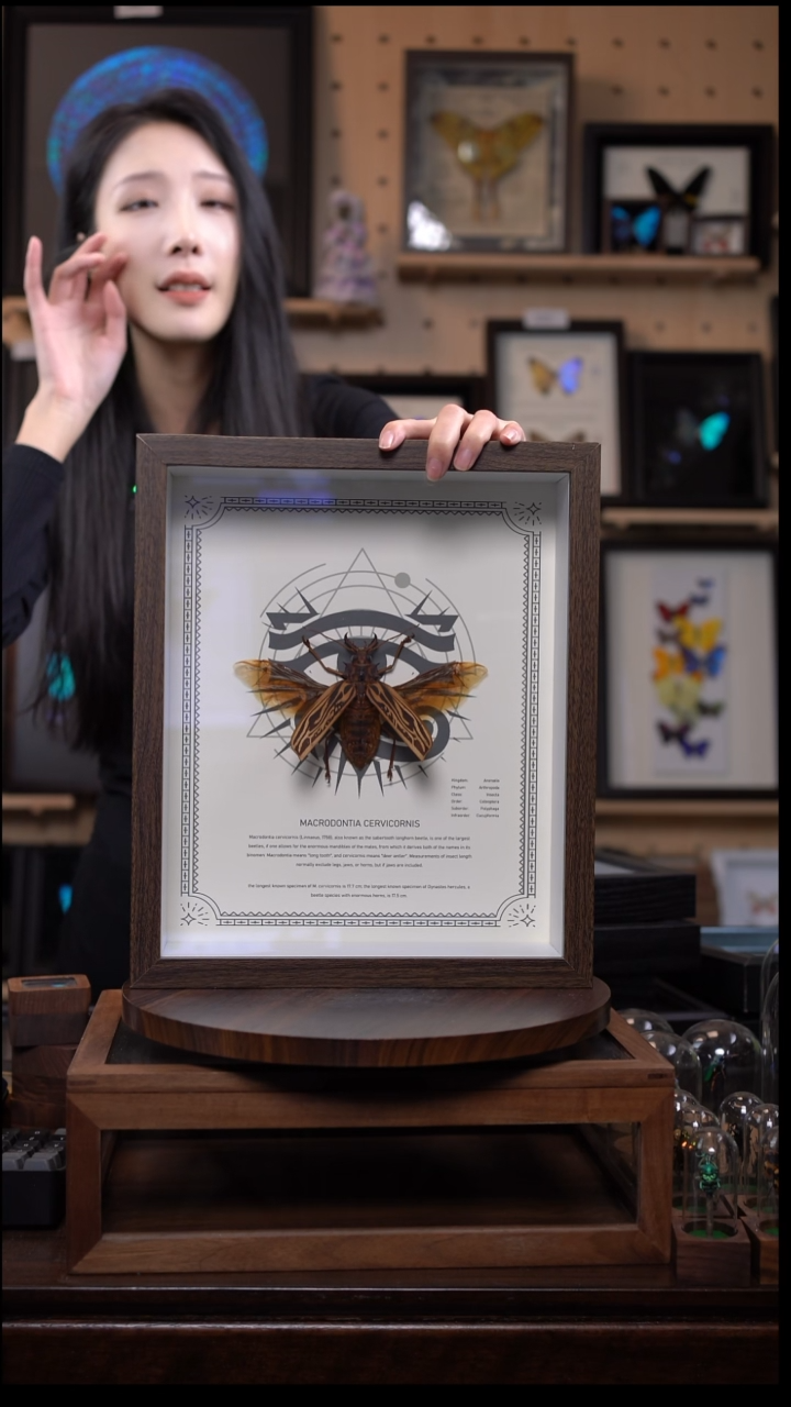 长牙鹿角天牛标本摆件