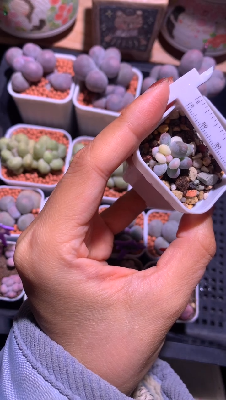 奶酪锦多肉，满28包邮，不满发一个叶片到付