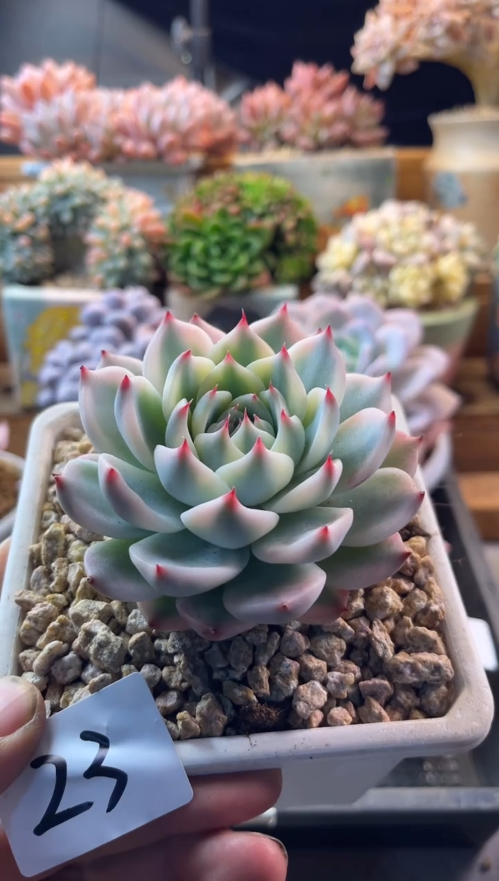 12.20-23吉娃娃锦11111111111