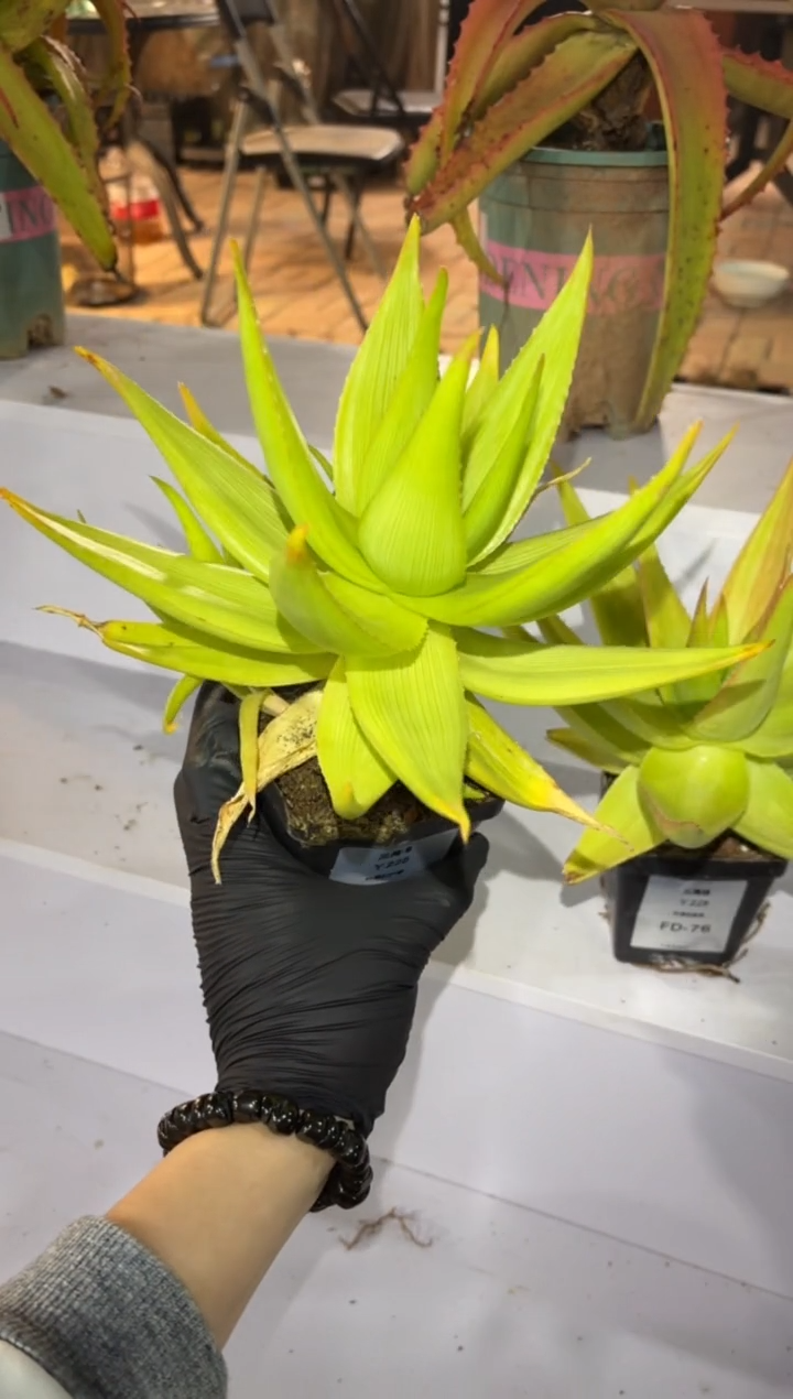 三禺锦芦荟FD-77