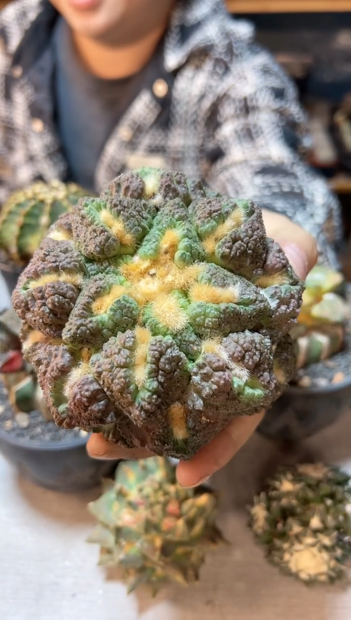 【闪购商品】35号紫肌龟甲牡丹无根10.5公分