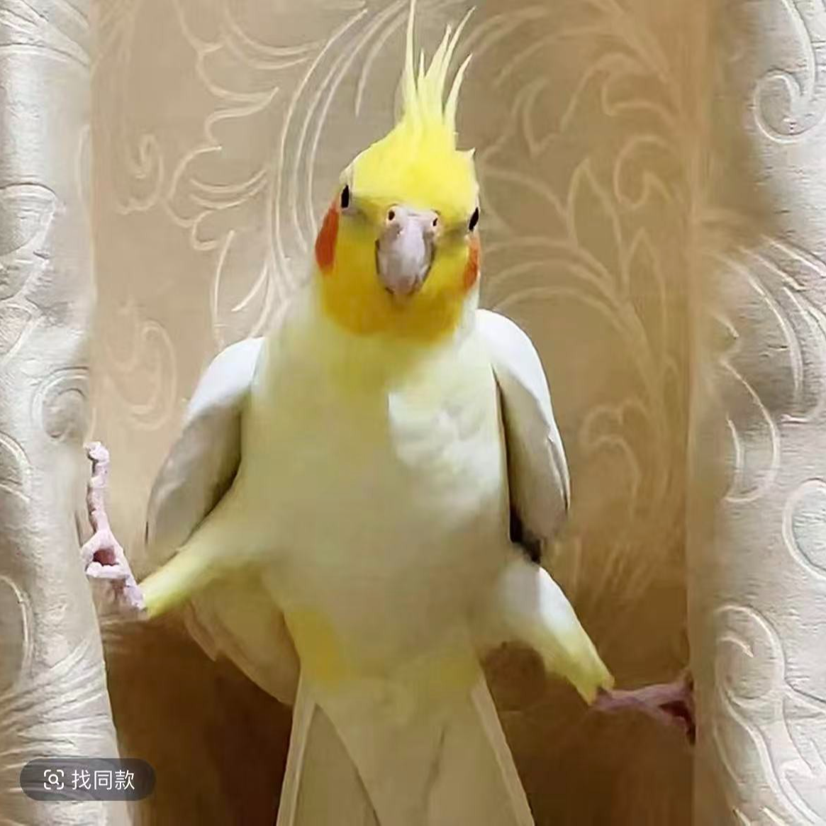 手养玄凤鹦鹉活体可爱亲人的宠物鸟
