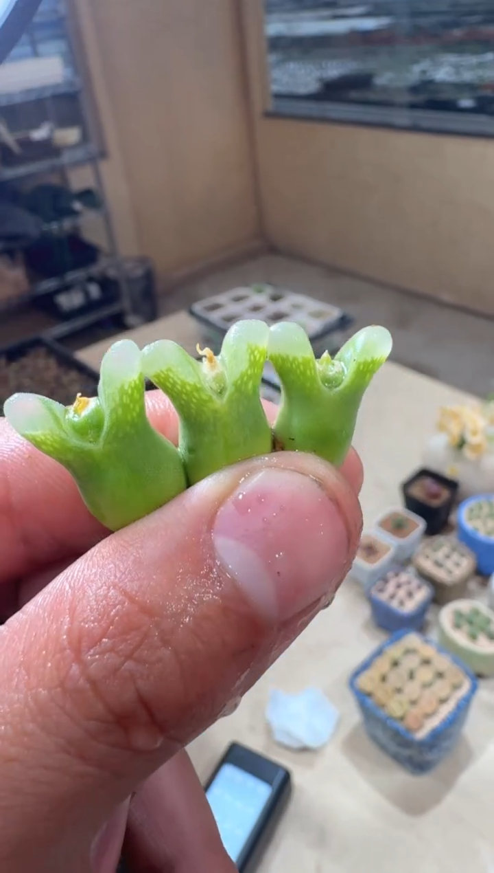 12-73多肉植物肉锥冰满满一颗