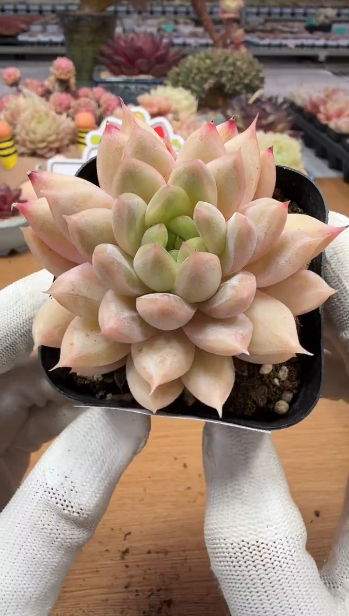 东云多肉园二店-209