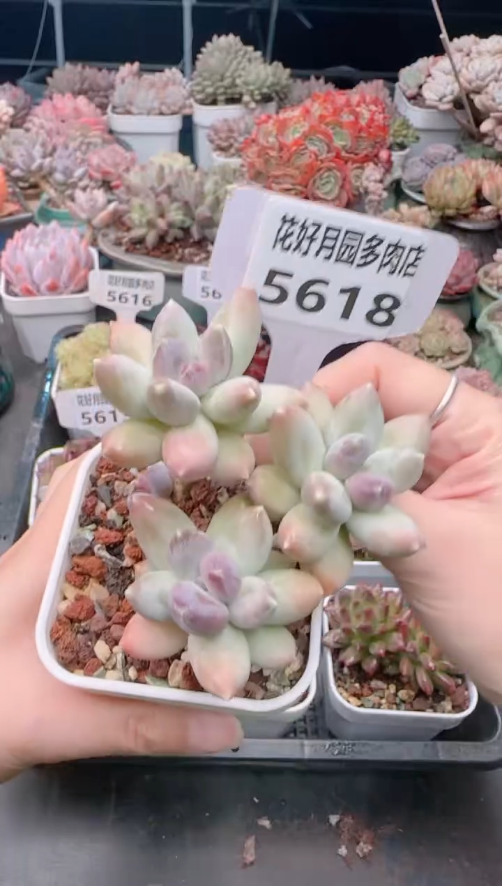 【闪购商品】5618.