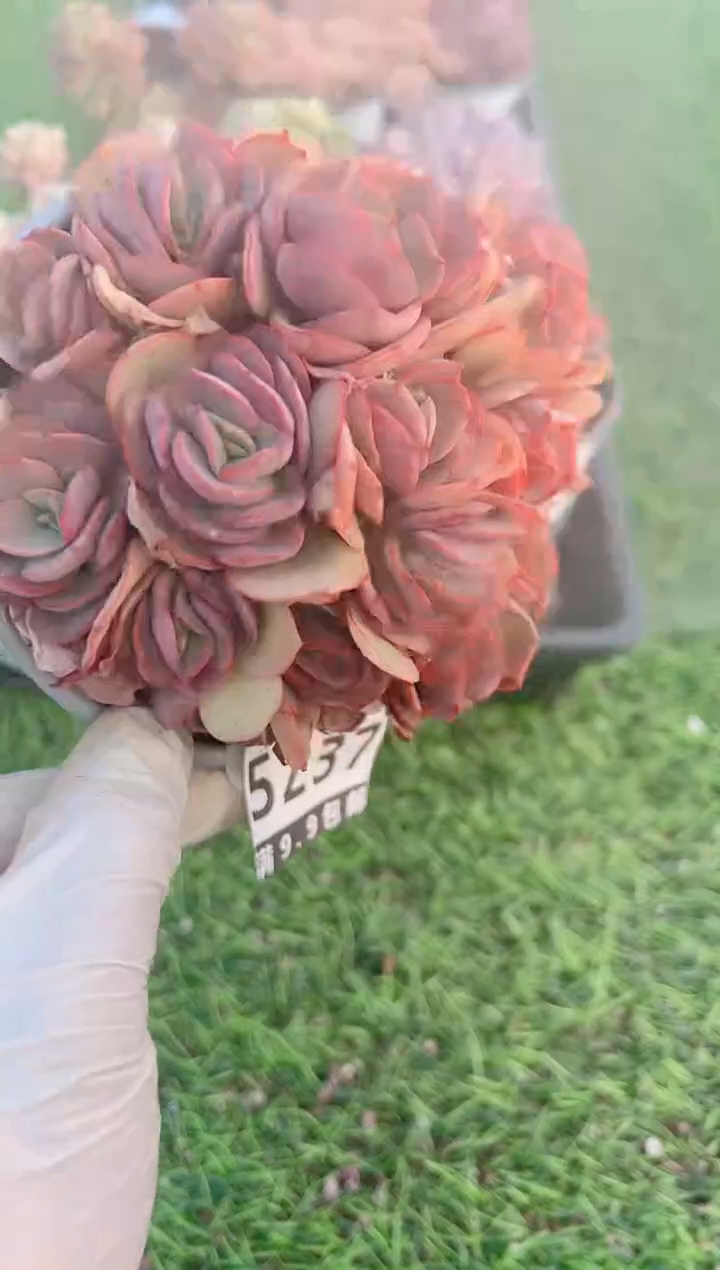 【闪购商品】信福多肉一物一拍