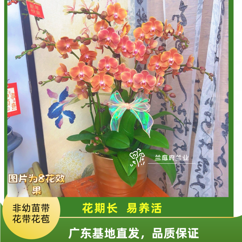 【金元宝06】3.0寸老苗中花型精美蝴蝶兰带花带花苞