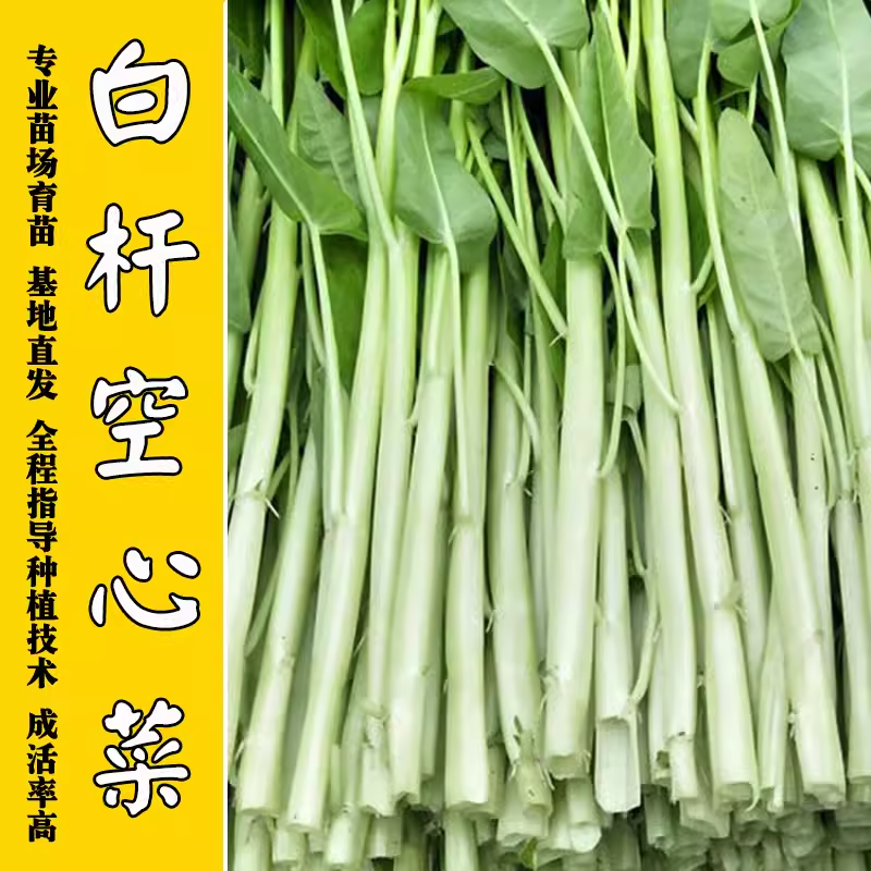 广东白梗柳叶空心菜种籽春四季阳台盆栽三叉蔬菜种孑青梗菜种子苗