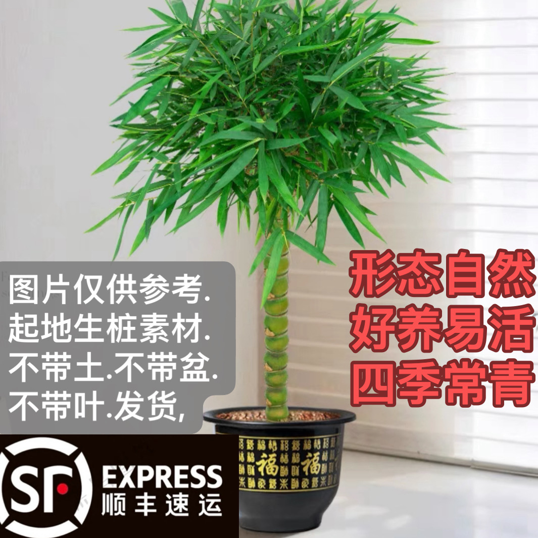 佛肚竹绿植名贵素材茶室客厅庭院禅意竹报平安意境