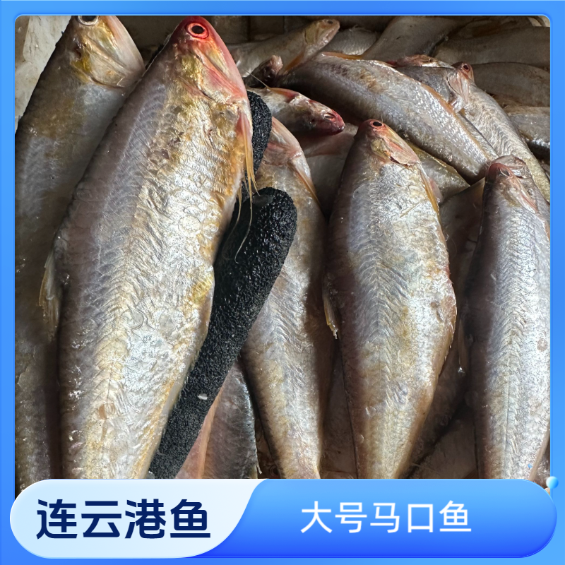 连云港发货  新鲜海捕马口鱼/油扣/黄鲫鱼 大号 一斤 13~14条左右