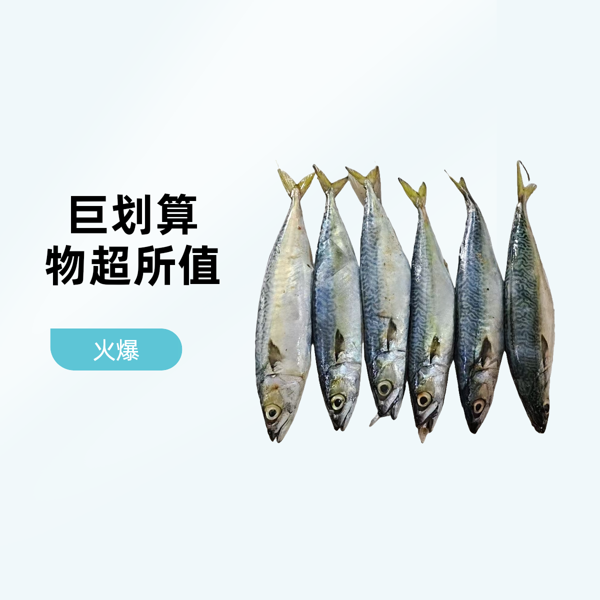 新鲜海捕鲐鲅鱼4斤顺丰包邮