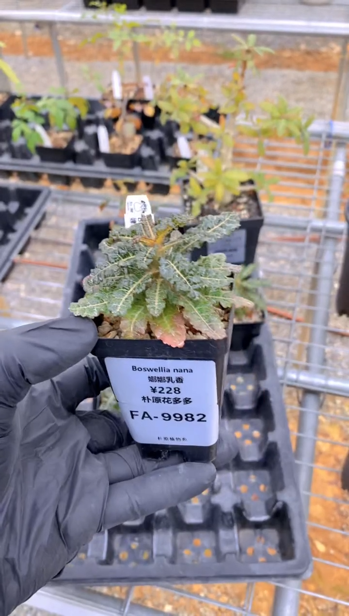 【闪购商品】娜娜乳香FA-9982