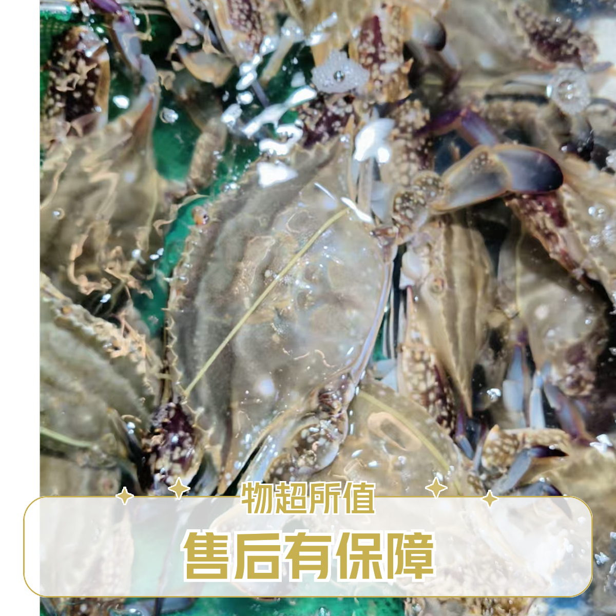 鲜活发货/【保鲜不保活】/舟山/中国/海蟹（梭子蟹）2斤装/3-4两左右/5-8只左右梭子蟹同城