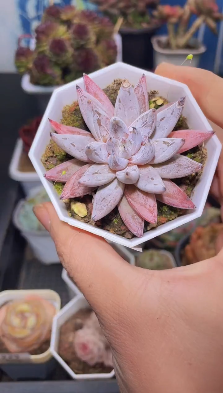 【闪购商品】230魔爪