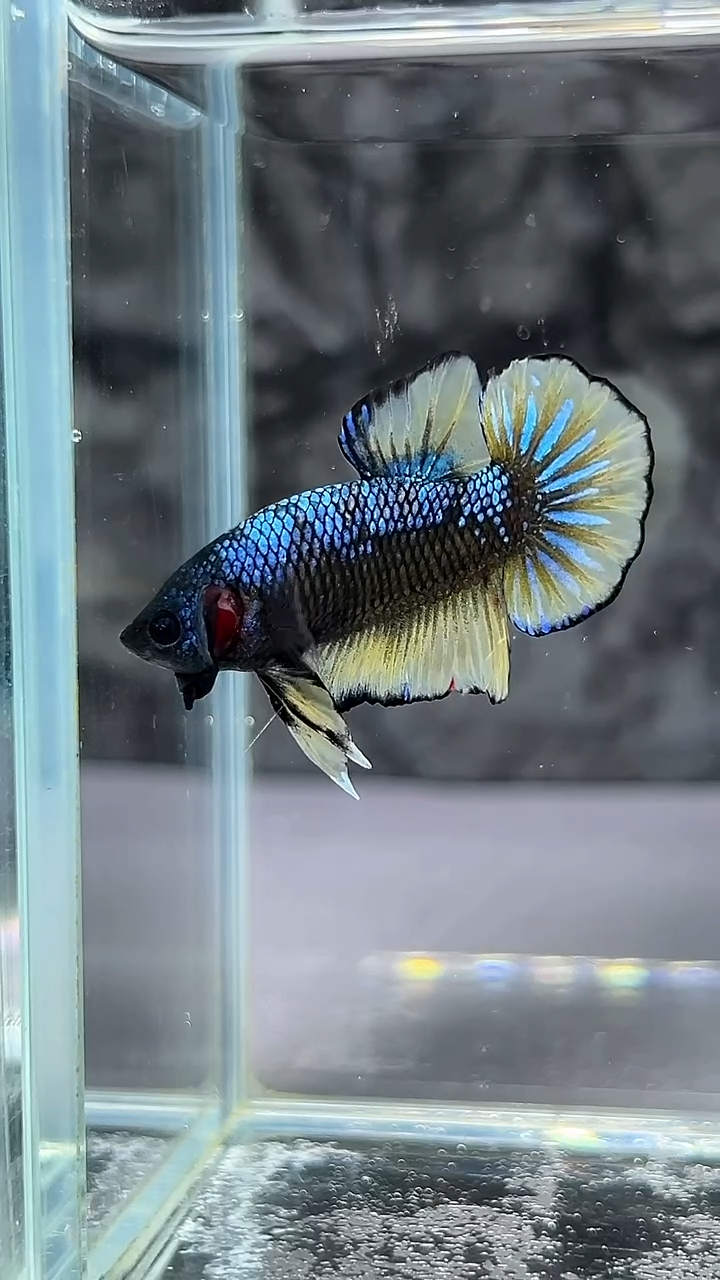 斗鱼竞拍链接A061