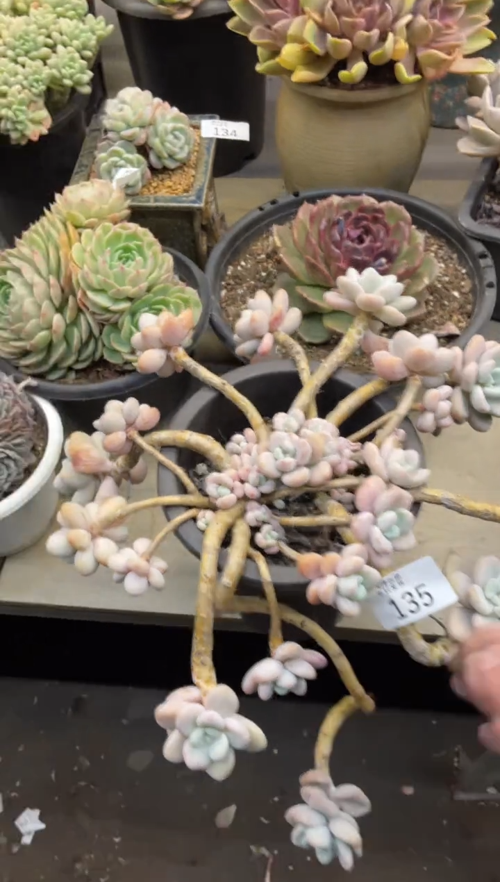 【闪购商品】135洛神