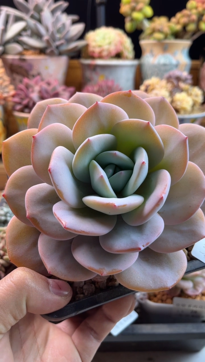 【闪购商品】2.8-33奶茶