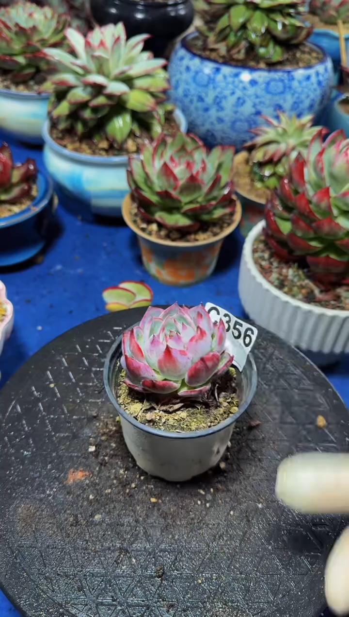 C356惊鸿仙子----