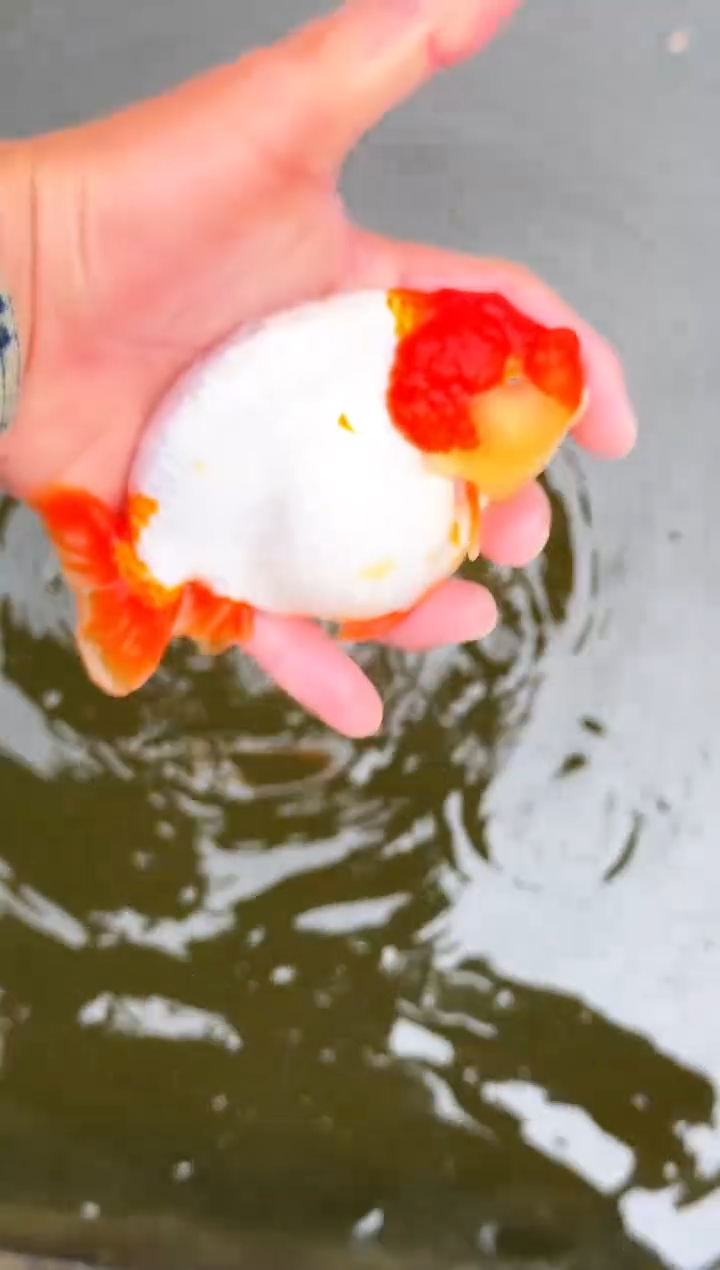 金鱼壹***兽水娃娃渔场兰寿观赏鱼 不包邮