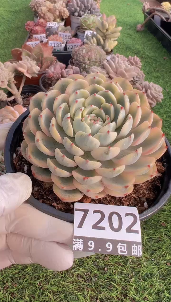 【闪购商品】信福多肉一物一拍