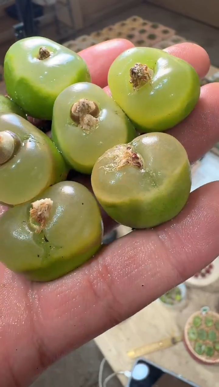 49多肉植物肉锥1798.78 O泡一颗