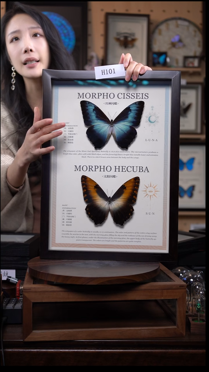 蝴蝶标本摆件竞拍h101