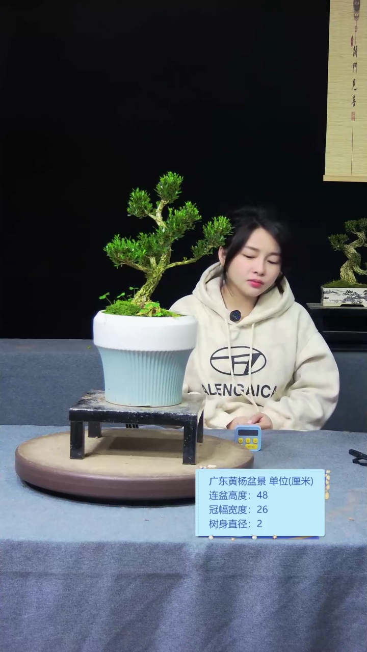 【闪购商品】黄杨盆景黄杨盆景