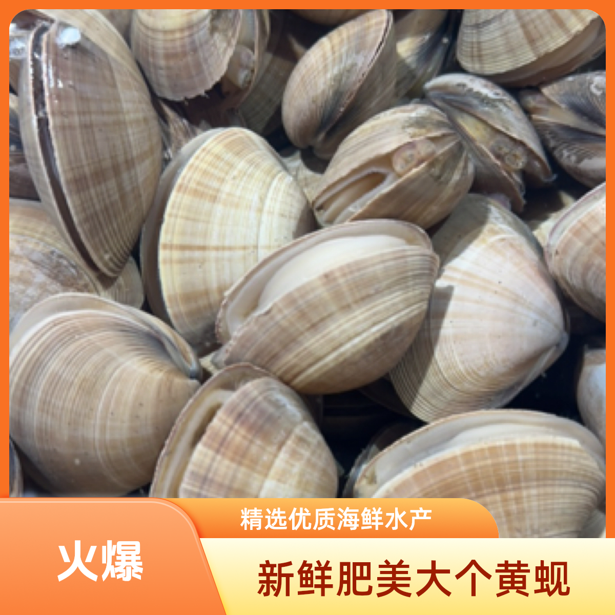 鲜活黄蚬子约500g