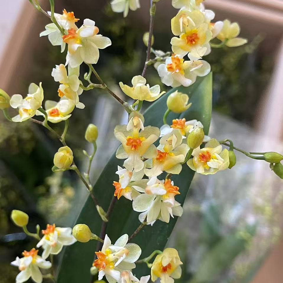 （白力士）白色梦香兰3-5花剑盆栽奶油浓香花期长好养护