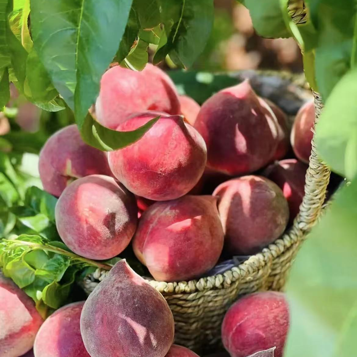 【新疆包邮】云南红宝石水蜜桃