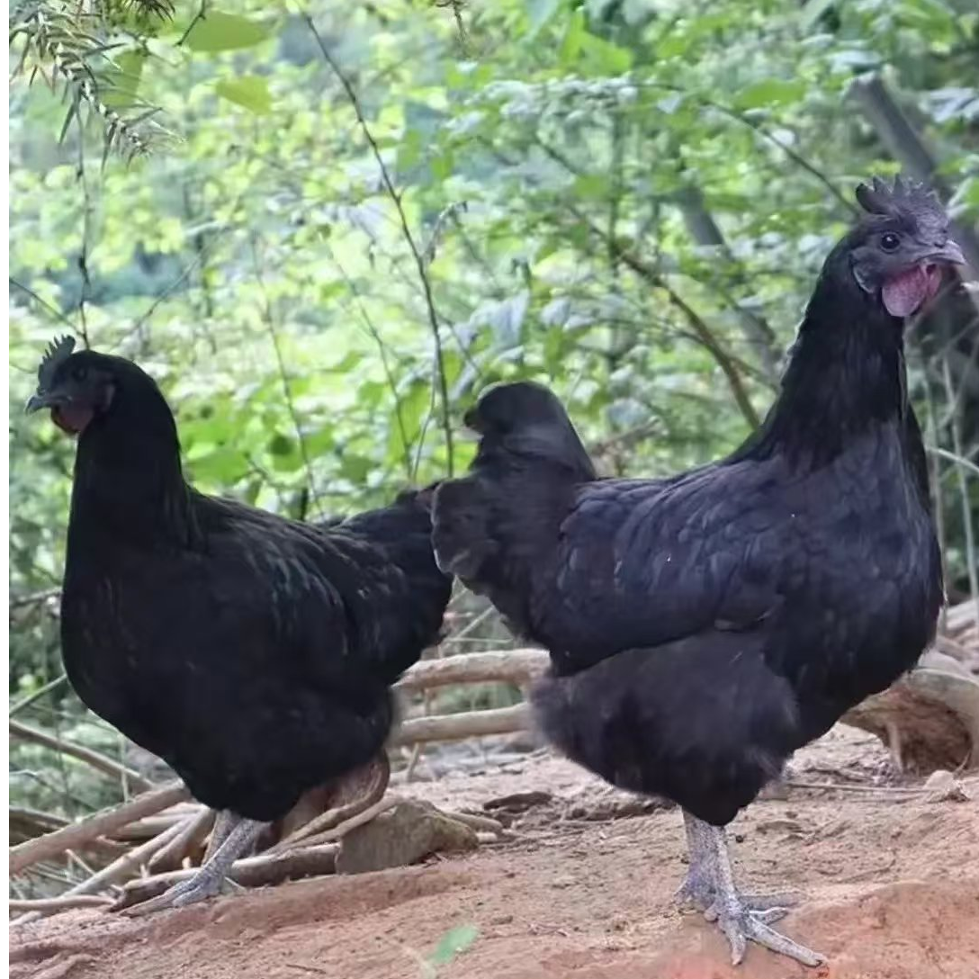 冬瓜农场高山散养跑山五黑鸡（母鸡）
