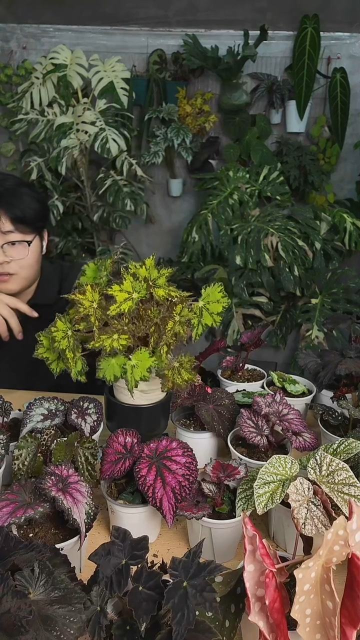 完全开放墨西哥根茎