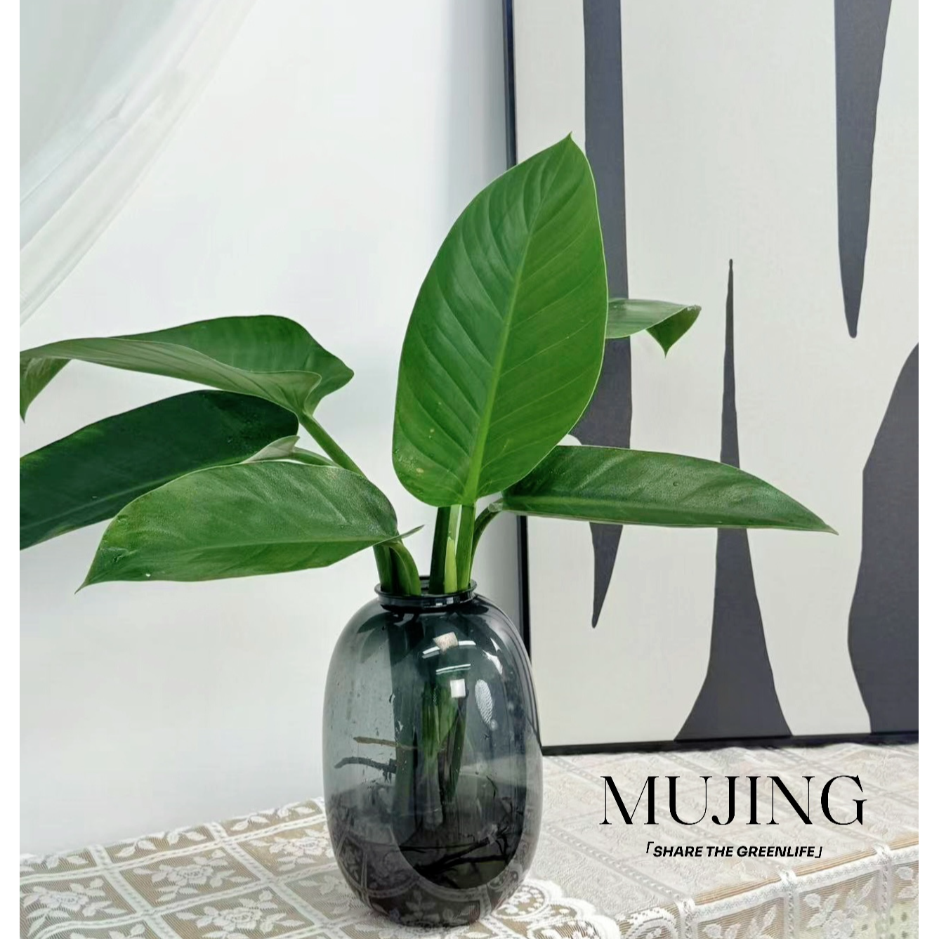 【吸毒大王】大叶金钻水培绿植办公室吸甲醛客厅花卉盆栽搬新家必入