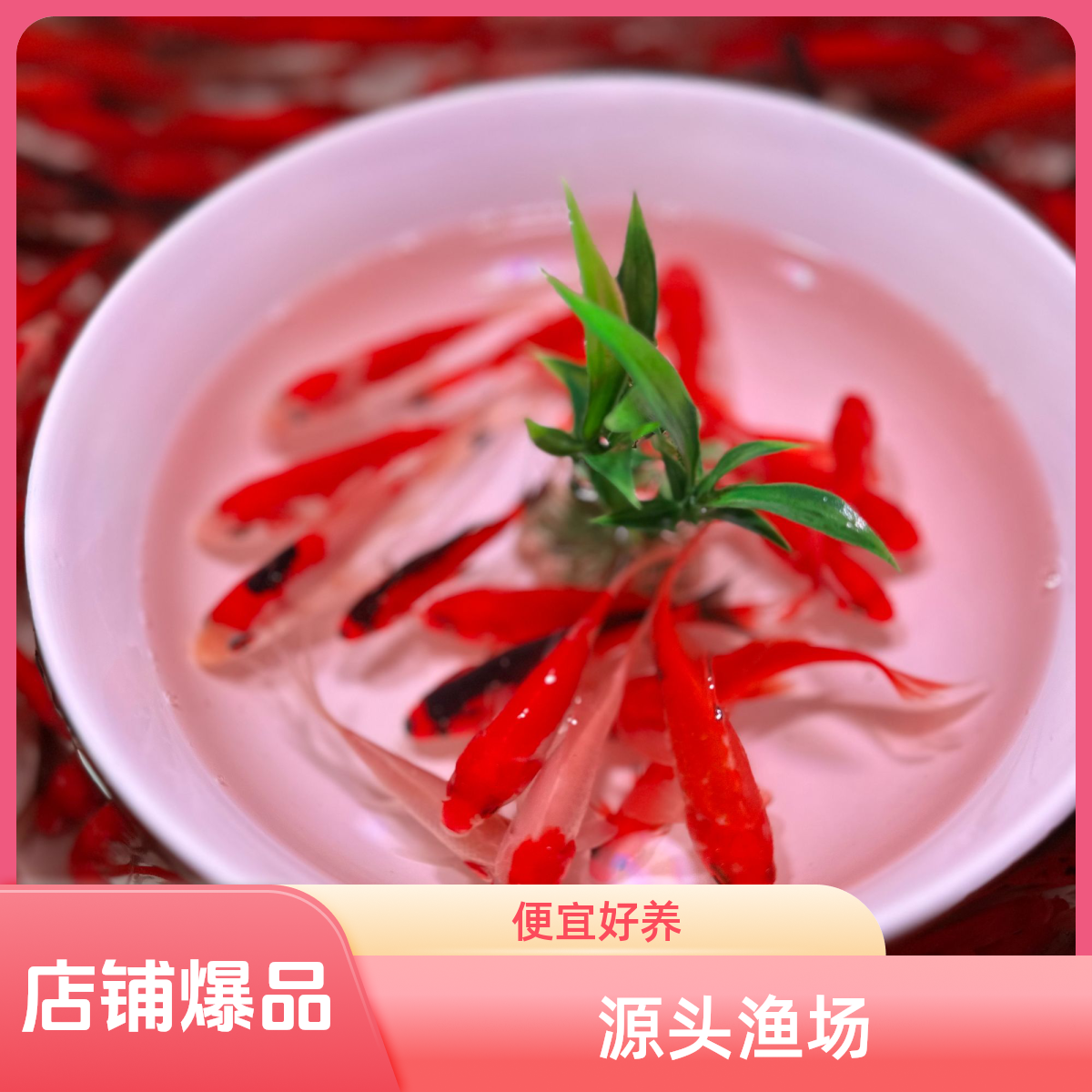 精品草金鱼7-9厘米 21条好养新手可混养 全国包邮颜色随机不指定