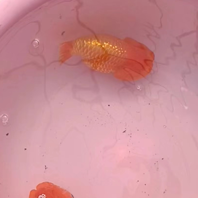 2玛丽兰寿观赏鱼冷水鱼链接 观赏鱼高背 阿超金鱼