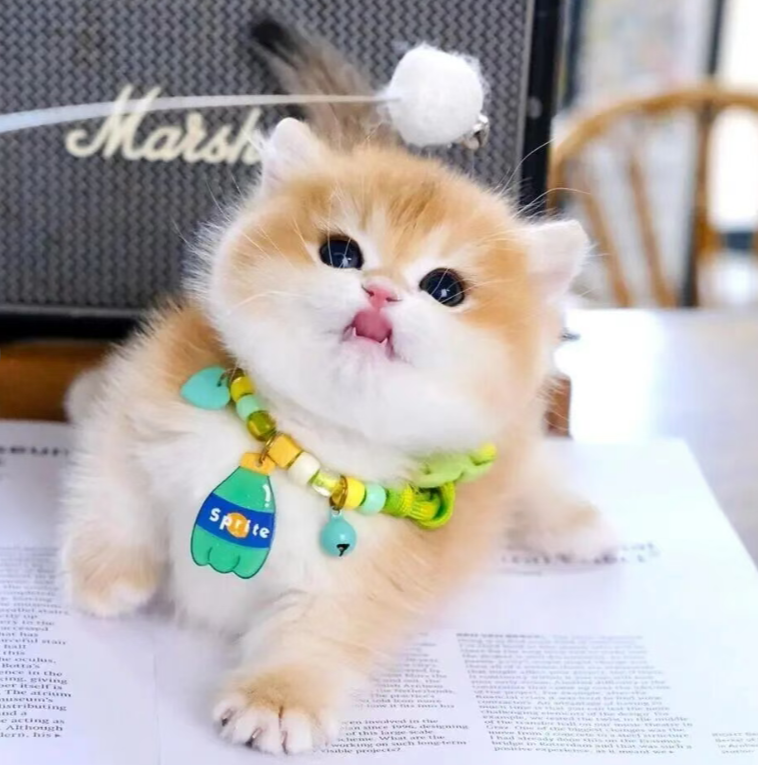 金加白金渐层蓝金加白曼基康米努特（有它猫舍活体链接）