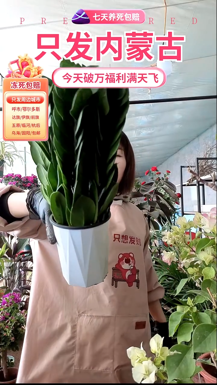 完全开放水培金钱树