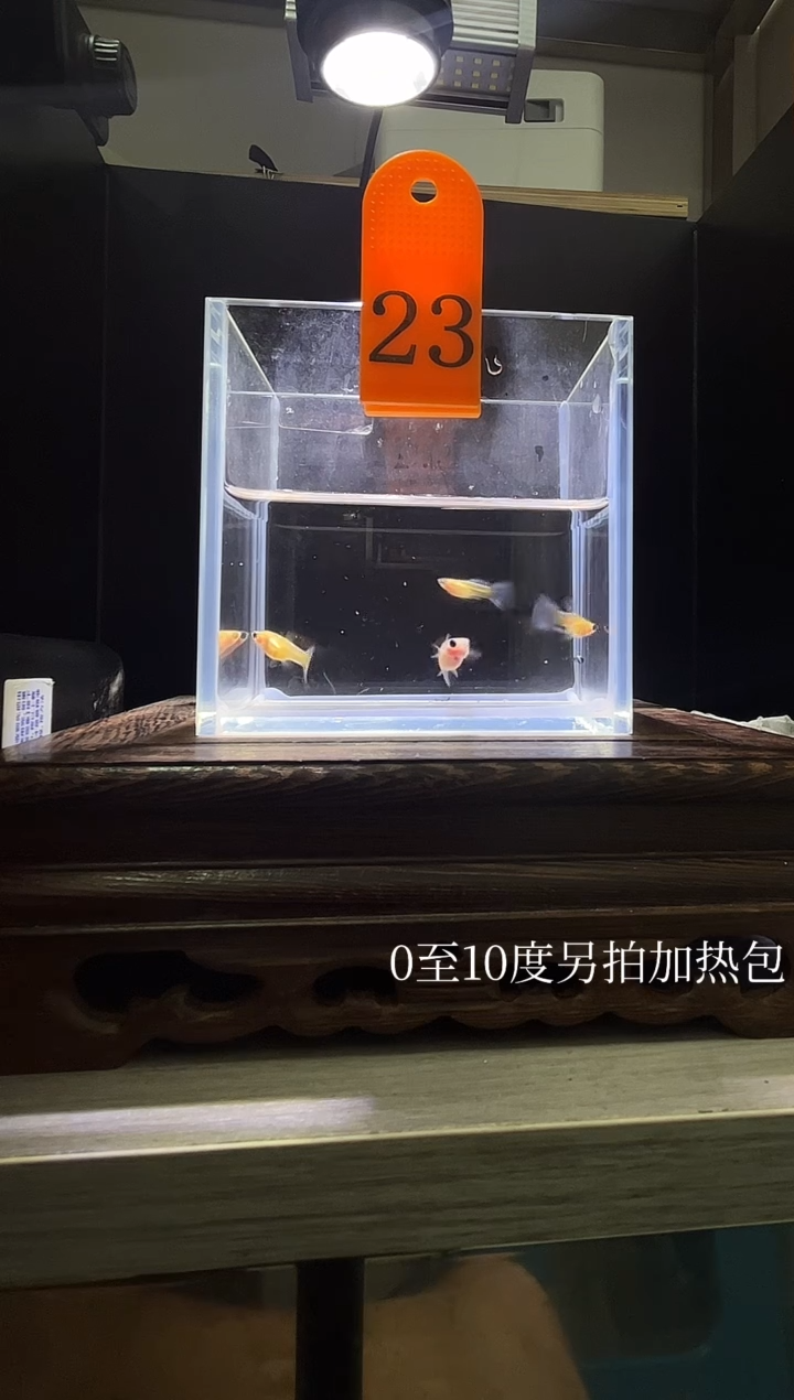 孔雀鱼杂袍黄肉蓝礼服玻璃猫普通体23