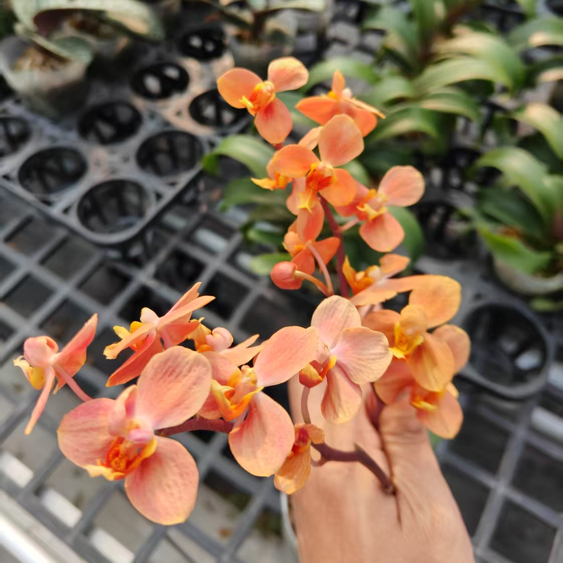 砂糖橘小橘花小橘子蝴蝶兰颜色独一档纯橙色系小众兰花稀有好看