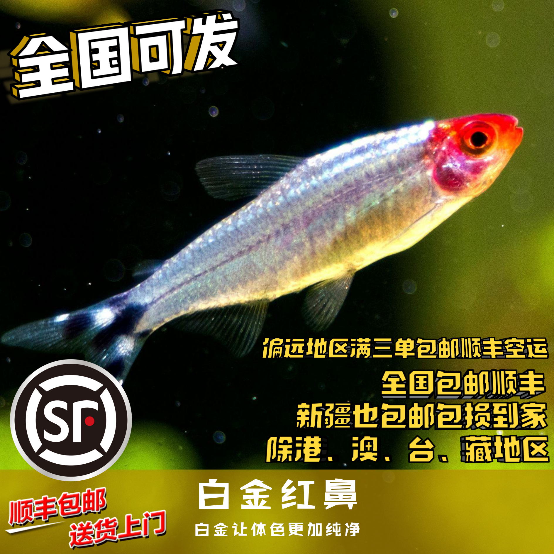 Boo小鱼 白金红笔灯鱼 （入缸需体表预防） 偏远任意三单包顺丰空运