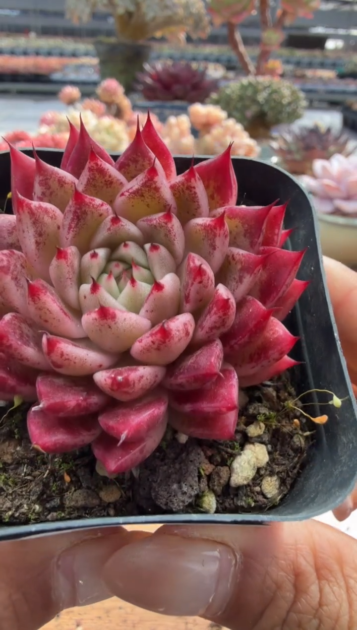 东云多肉园二店-213