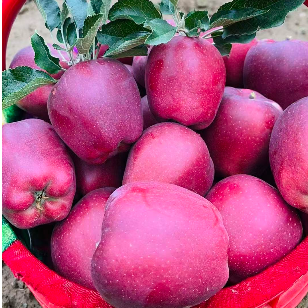 甘肃天水花牛苹果果园现摘脆甜粉面礼盒装荒野求生诞生天气乡村