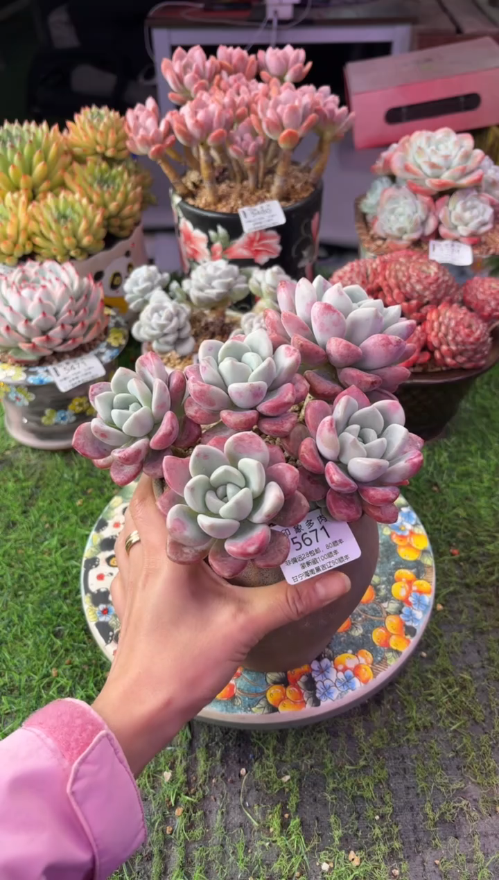 昆明印象多肉5671