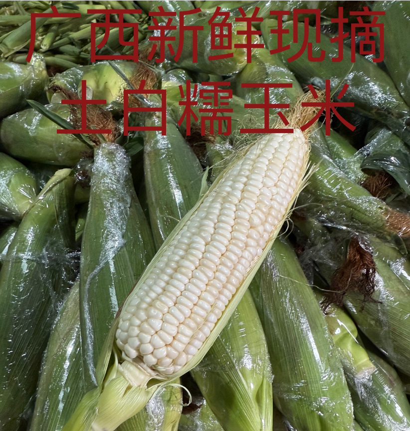 减脂早餐糯玉米广西产地新鲜现摘发货，微甜软糯口感丝滑3-5-9斤
