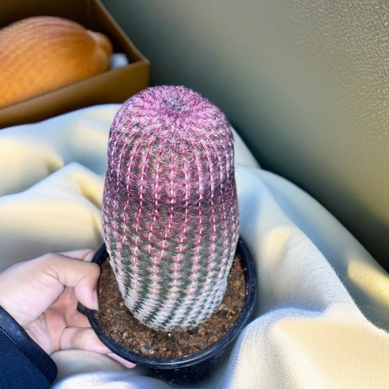 特粗级单头红太阳  仙人球植物漳州基地直发货 室内外办公室 