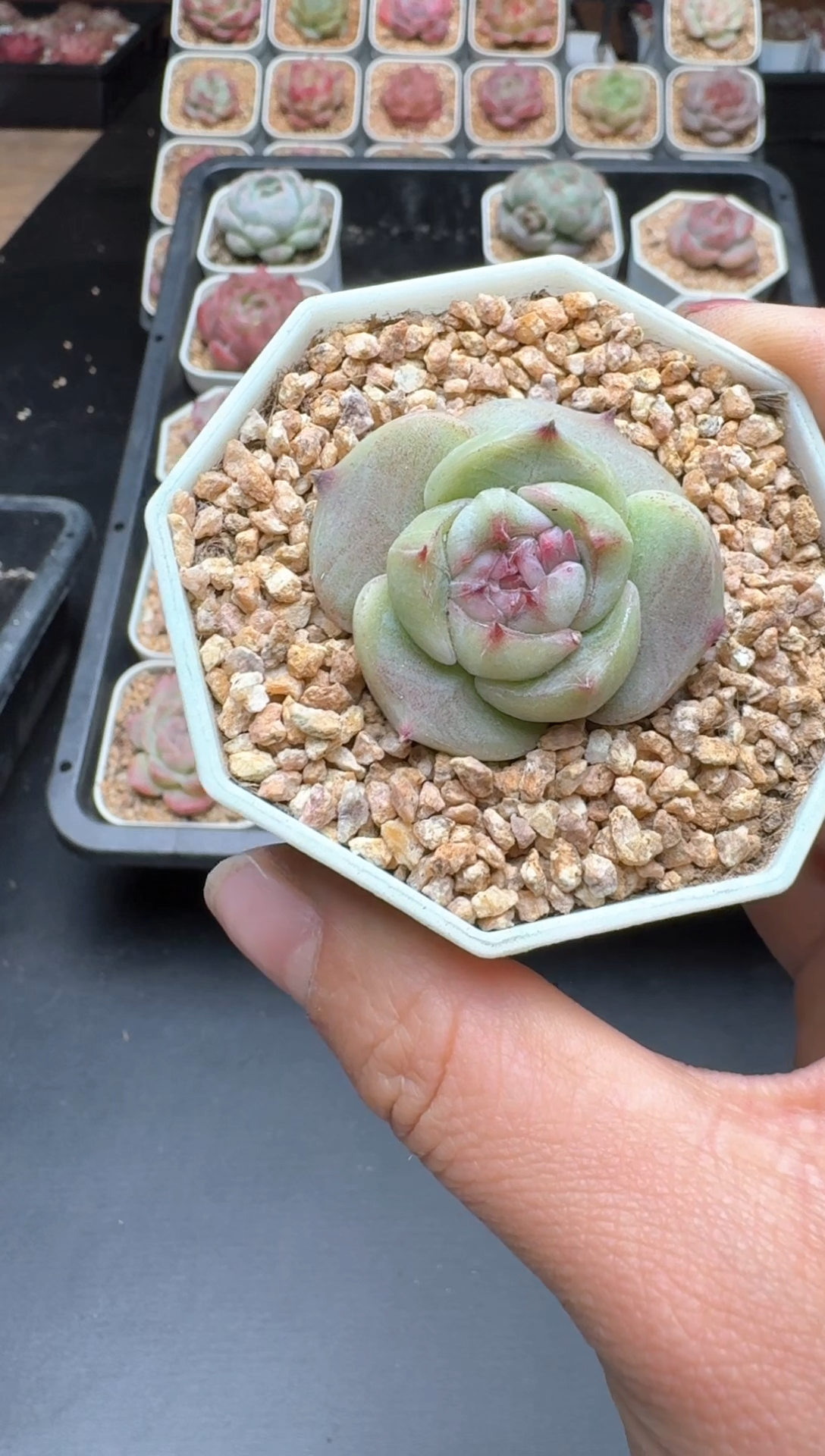 【闪购商品】000B物拍多肉带盆土6.5杯拍3颗包柚