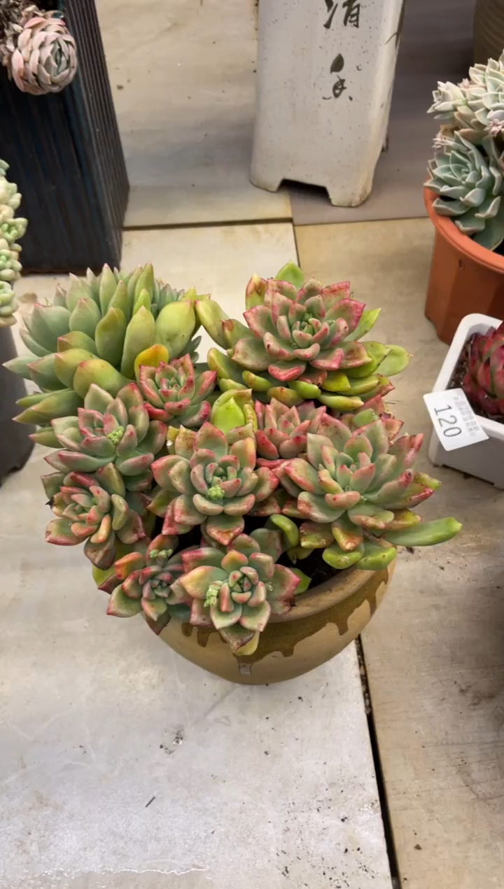 【闪购商品】177璀璨