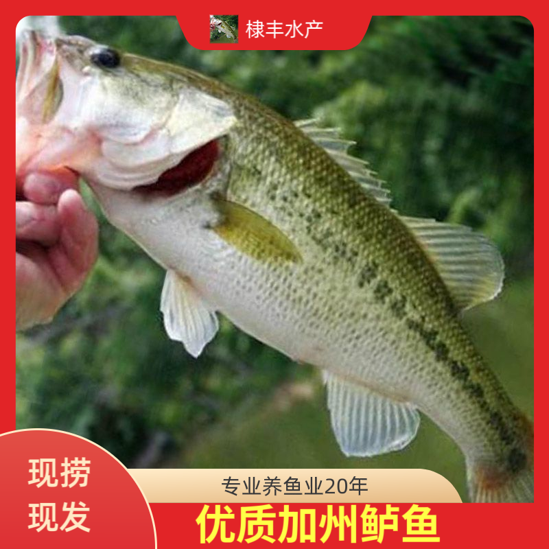 优质鲈鱼十公分加州鲈鱼路亚大口黑鲈鱼水族活体鱼宠物观赏鱼
