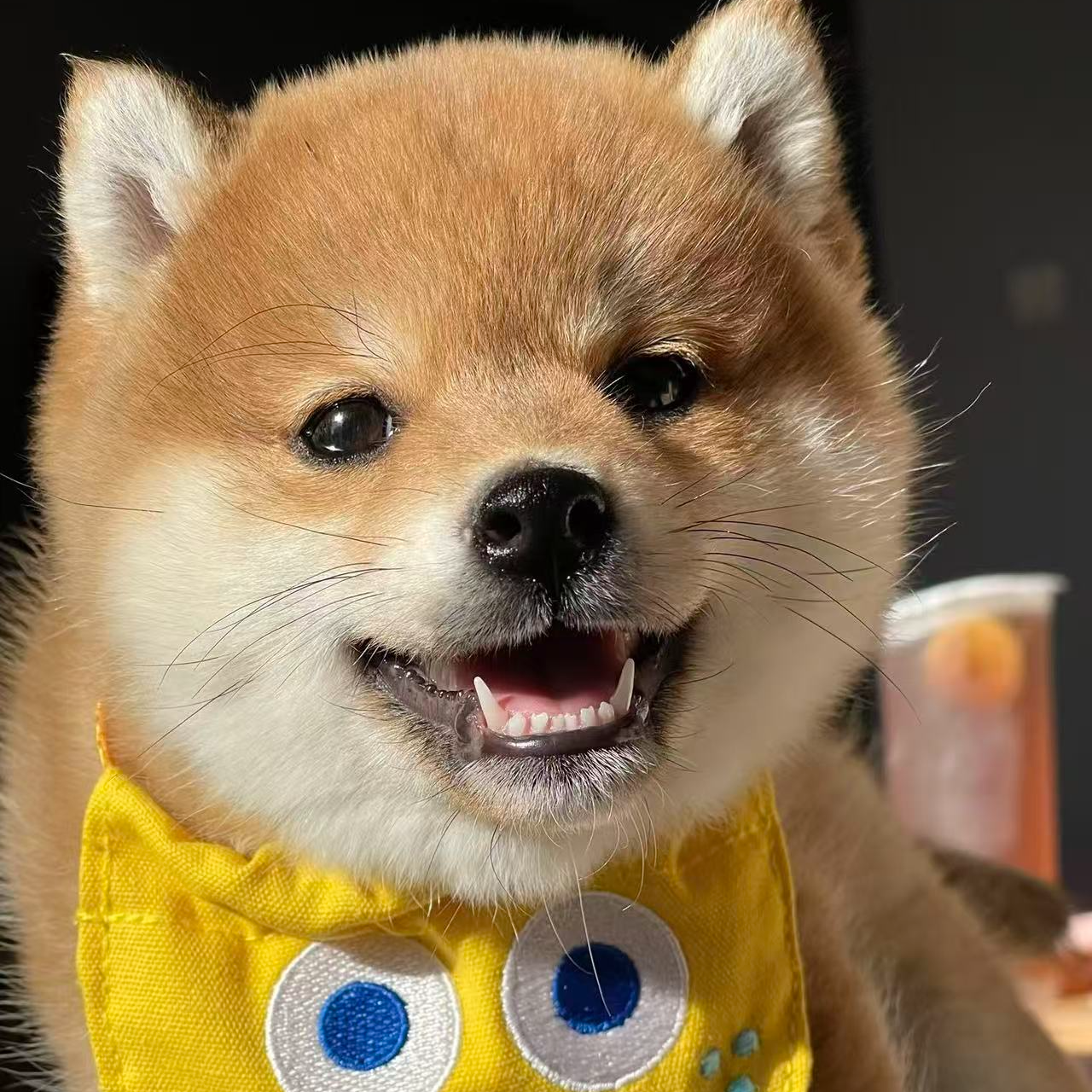 【柴小小B】宠物活体幼体保障链接小狗 柴犬 豆柴