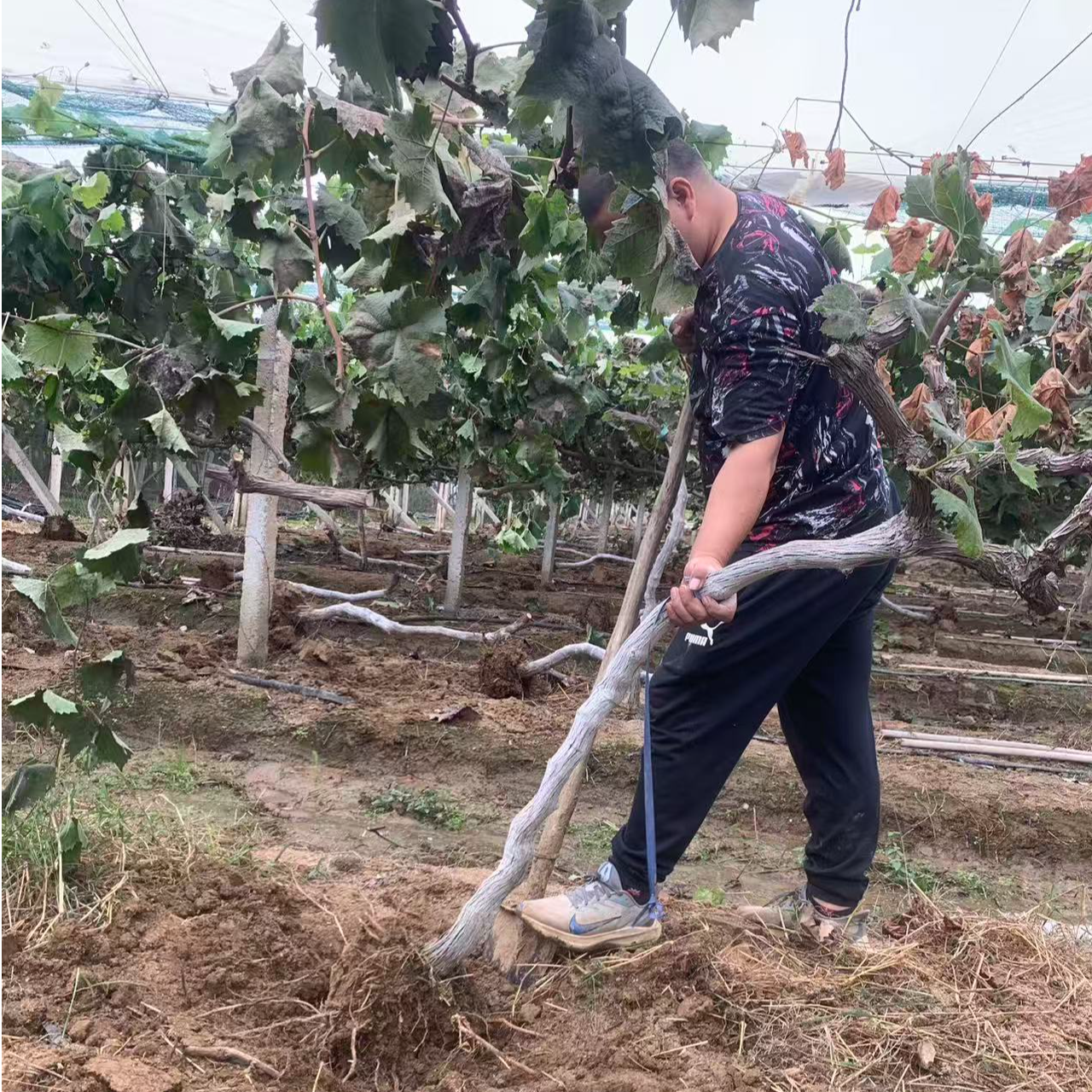 【现挖现卖】葡萄树苗嫁接盆栽大葡萄树水果苗果树